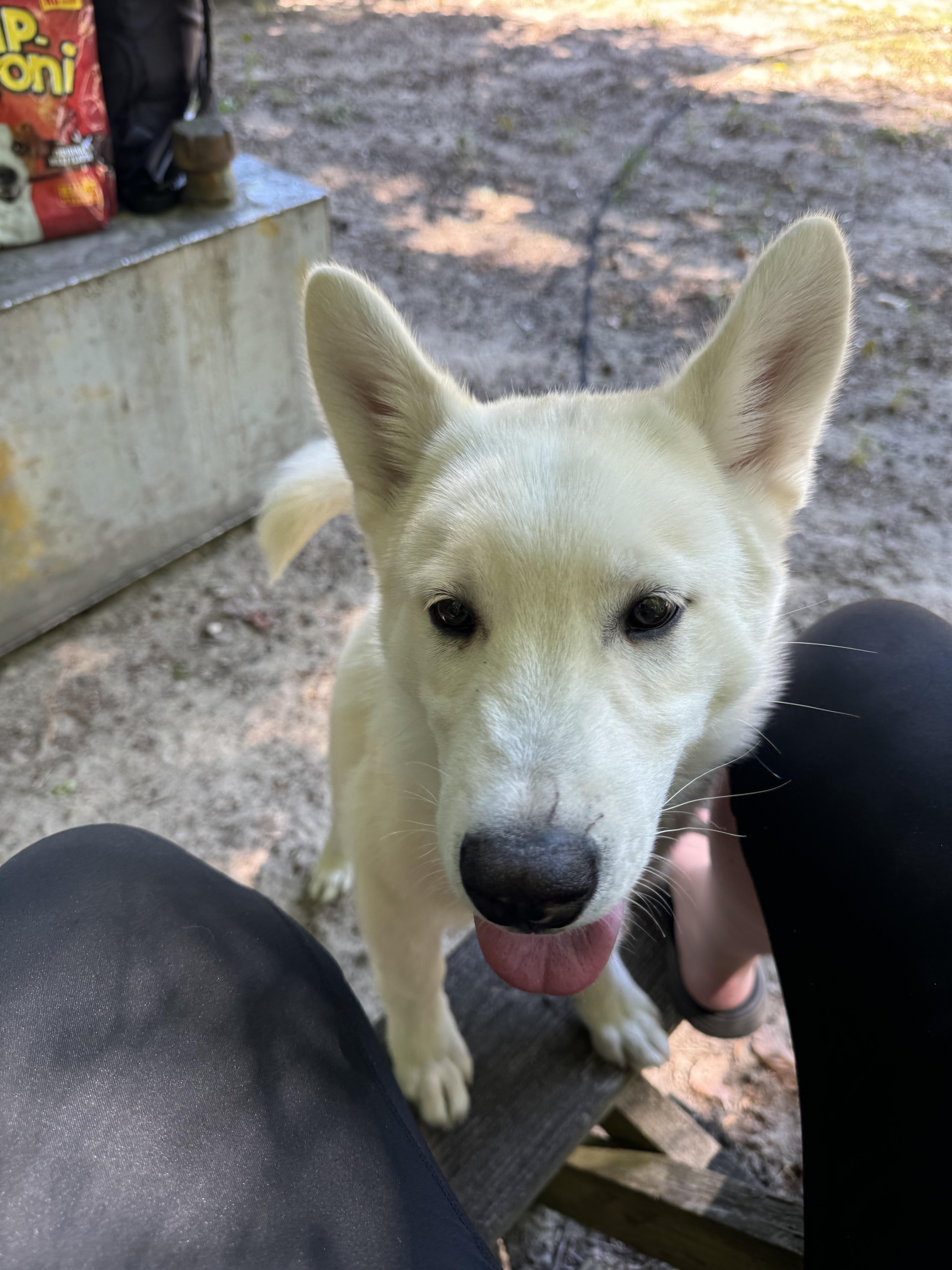 Enlarge Zig, a ADOPTABLE Husky in Yorktown, VA image 5/6