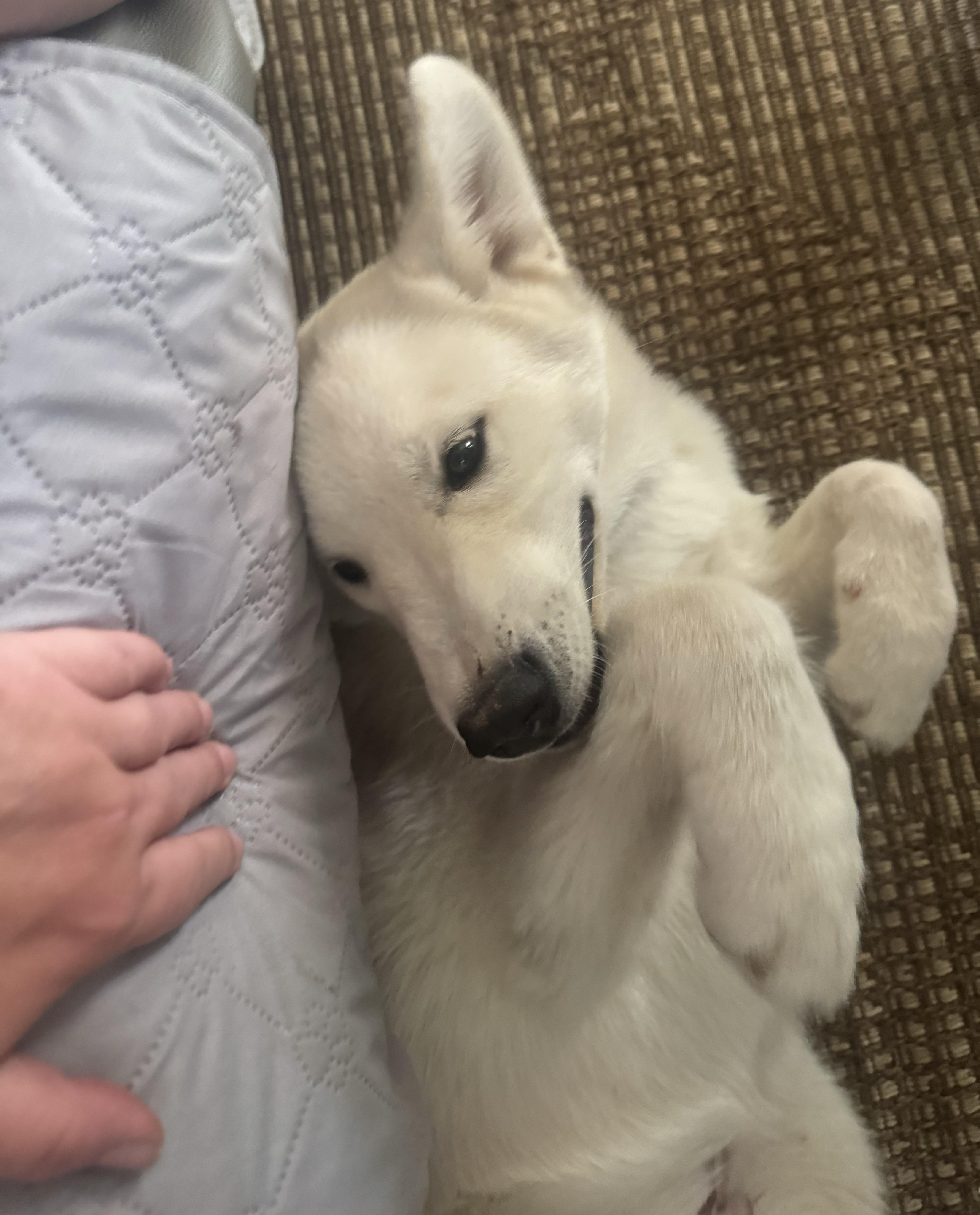Enlarge Zig, a ADOPTABLE Husky in Yorktown, VA image 3/6