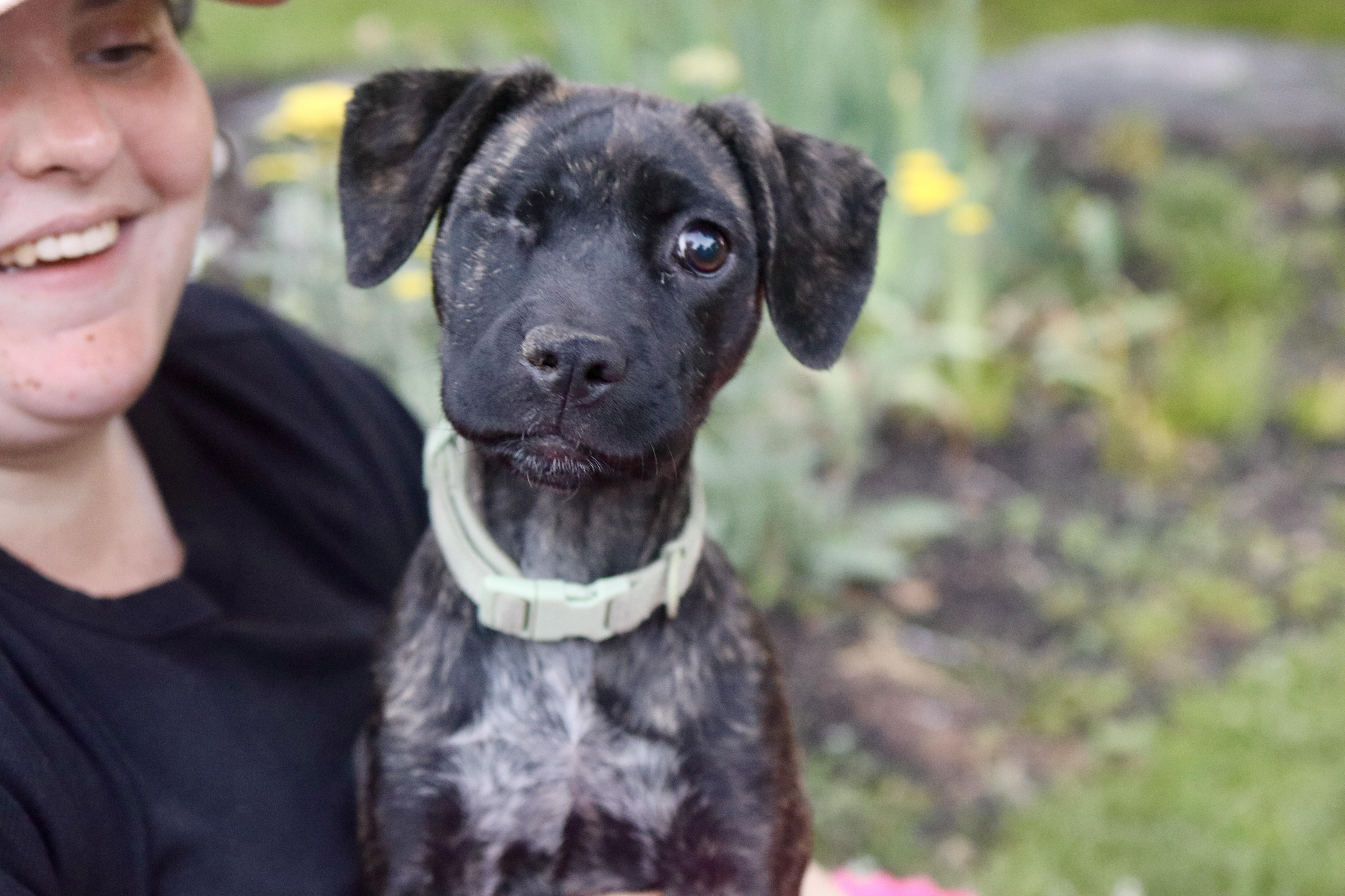 Iris Mae - Pending Adoption, a Adoptable mixed breed in Nashville, TN image 4/6