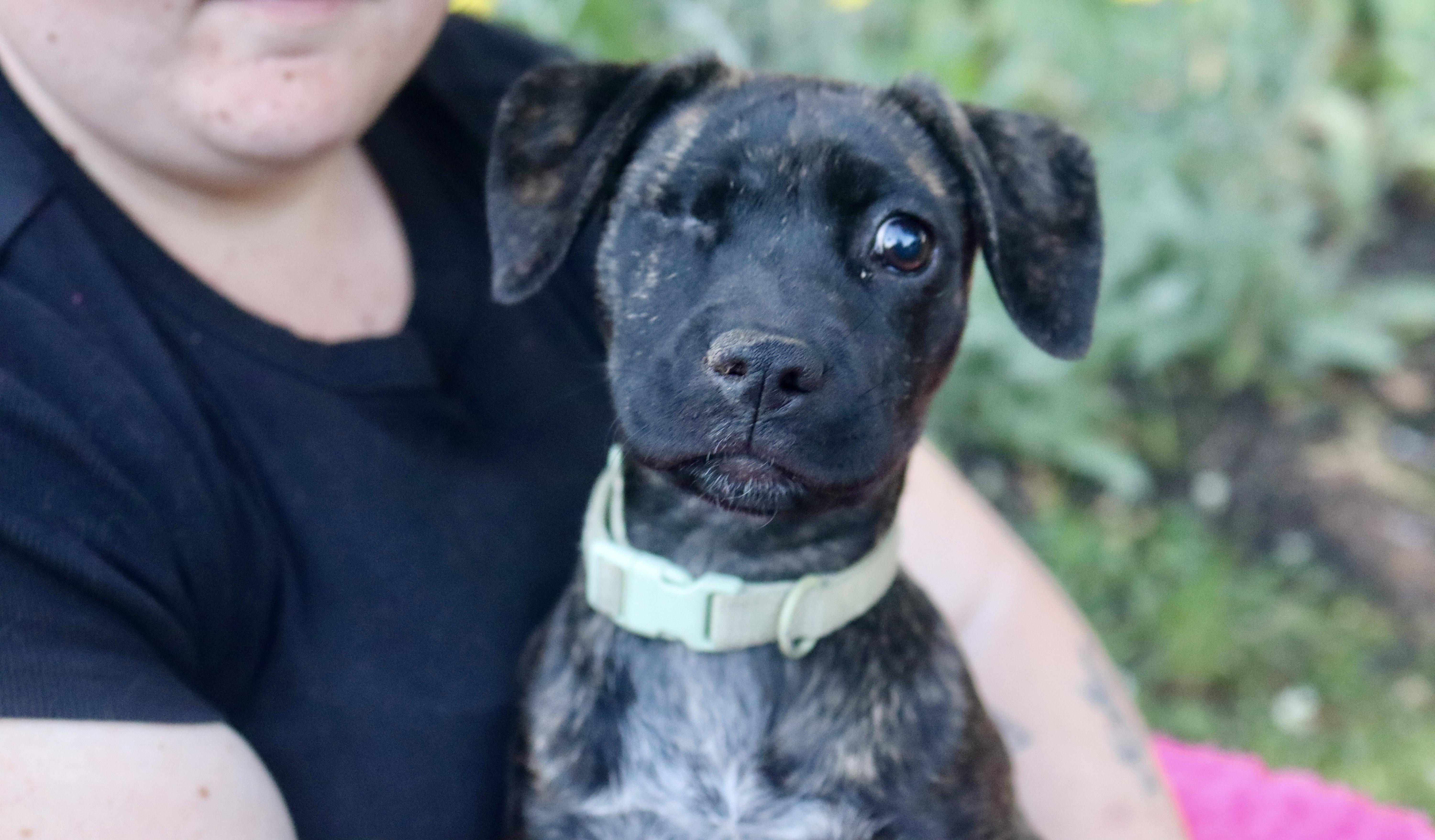 Iris Mae - Pending Adoption, a Adoptable mixed breed in Nashville, TN image 5/6