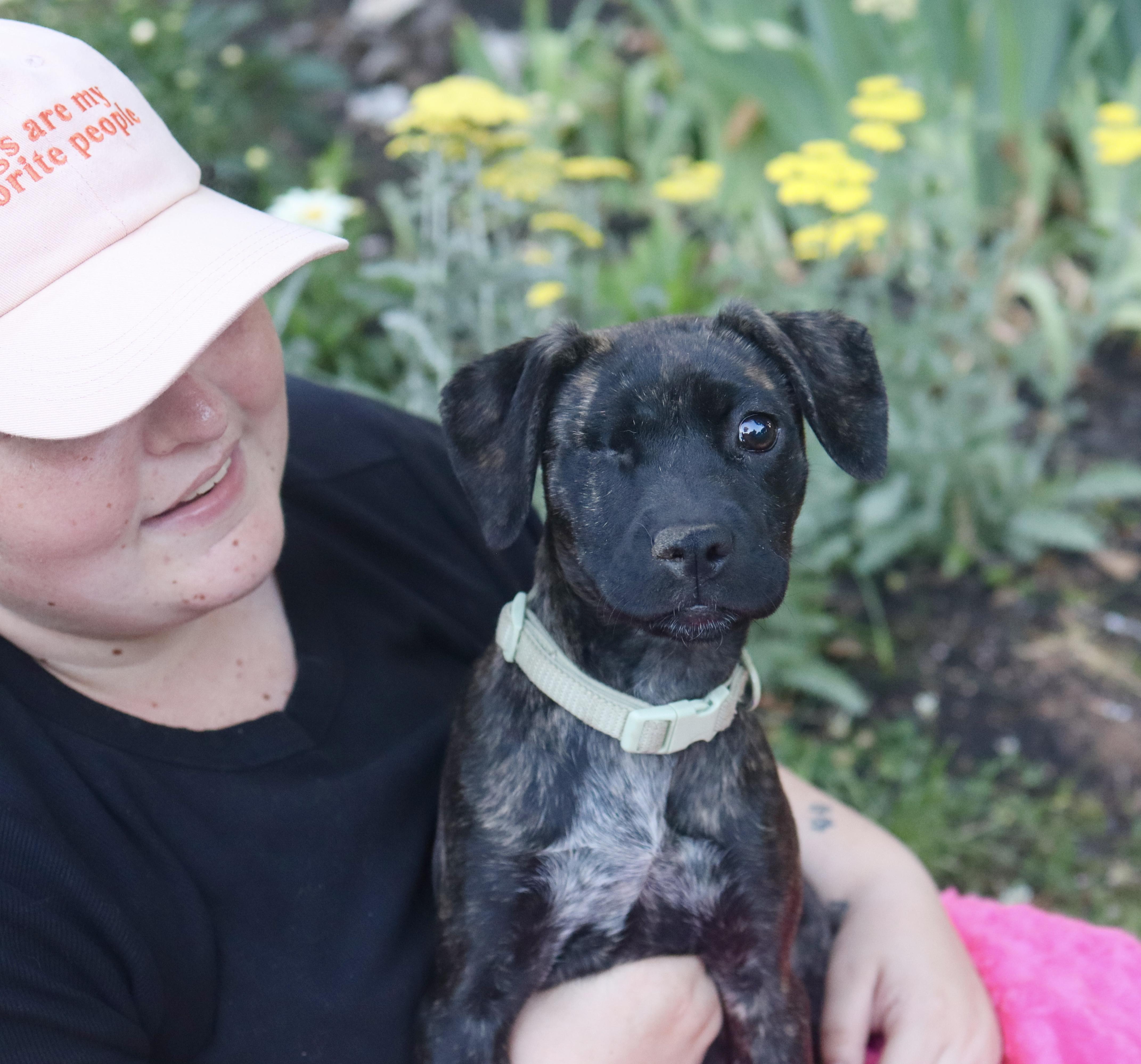 Iris Mae - Pending Adoption, Adoptable, Puppy Female Mixed Breed & Staffordshire Bull Terrier.