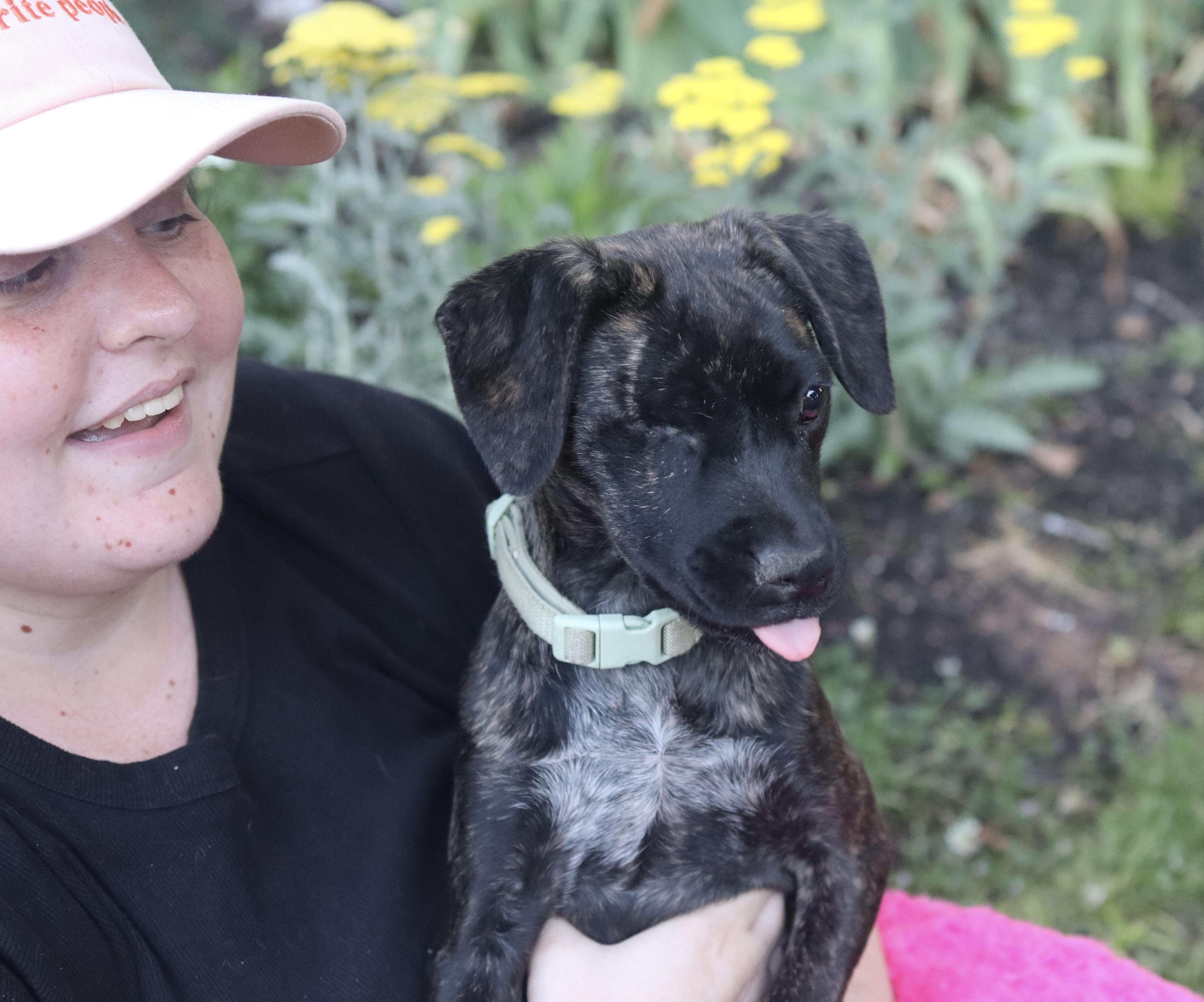 Iris Mae - Pending Adoption, a Adoptable mixed breed in Nashville, TN image 2/6