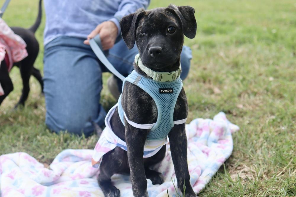 Iris Mae - Pending Adoption, a Adoptable mixed breed in Nashville, TN image 3/6