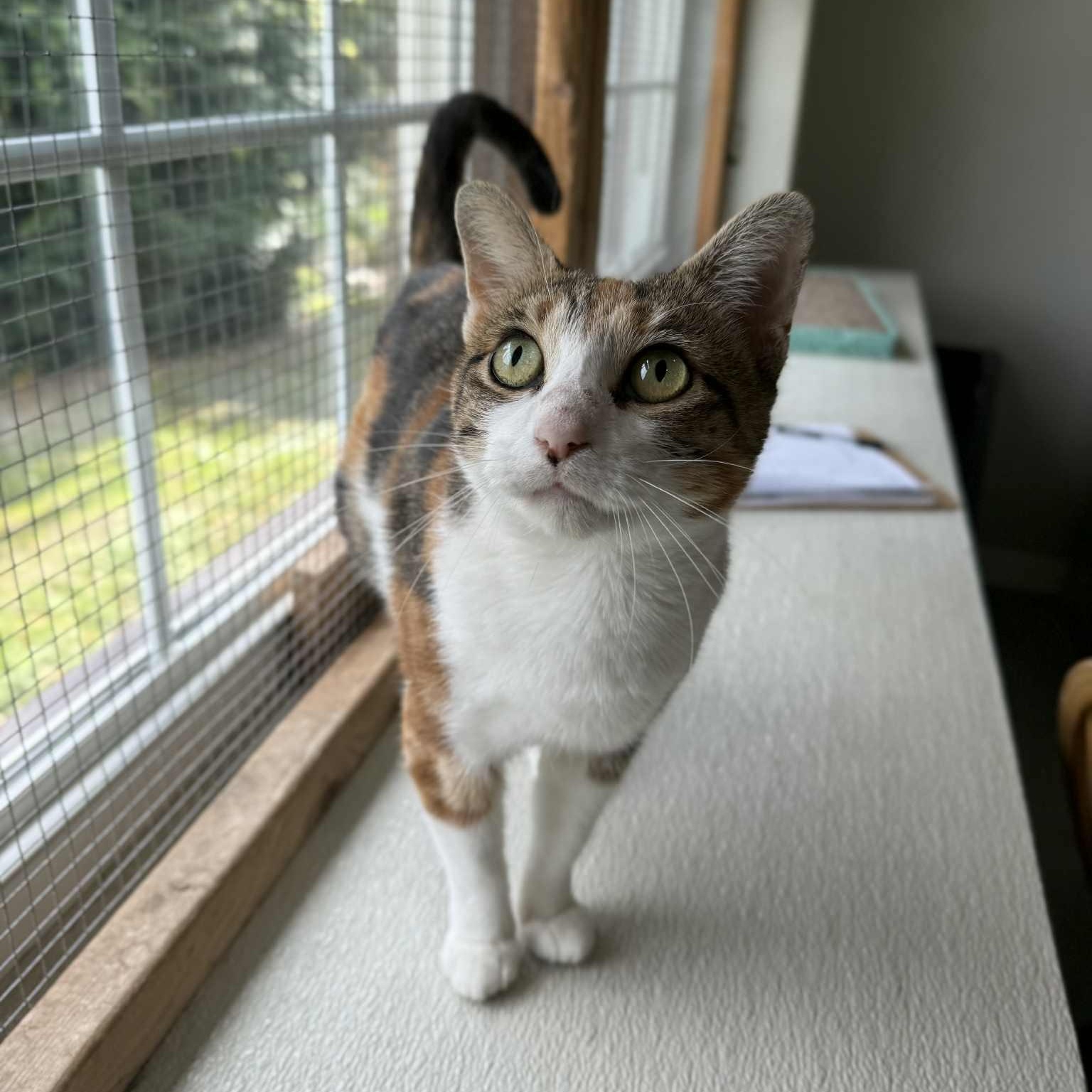 La Llorona, a Adoptable mixed breed in Penn Yan, NY image 4/4