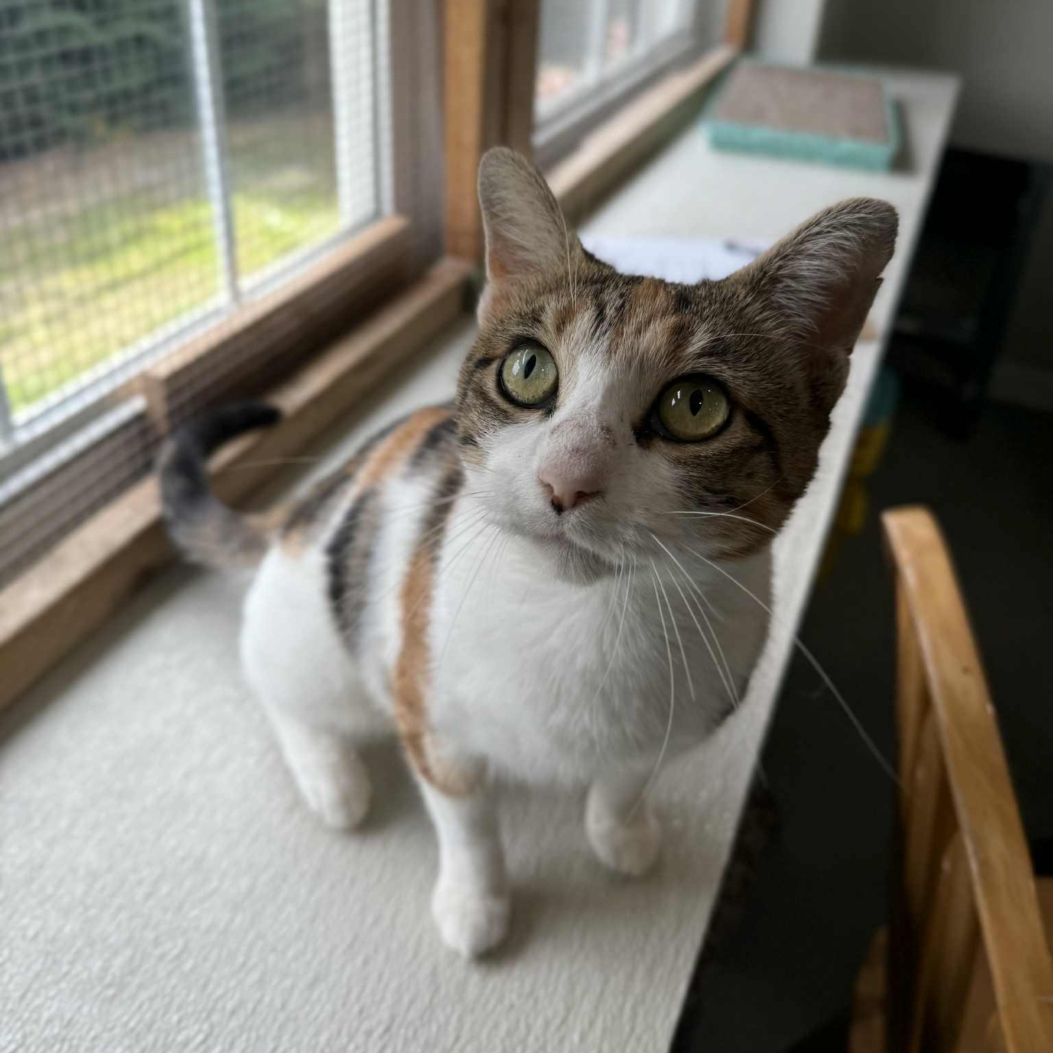 La Llorona, a Adoptable mixed breed in Penn Yan, NY image 3/4