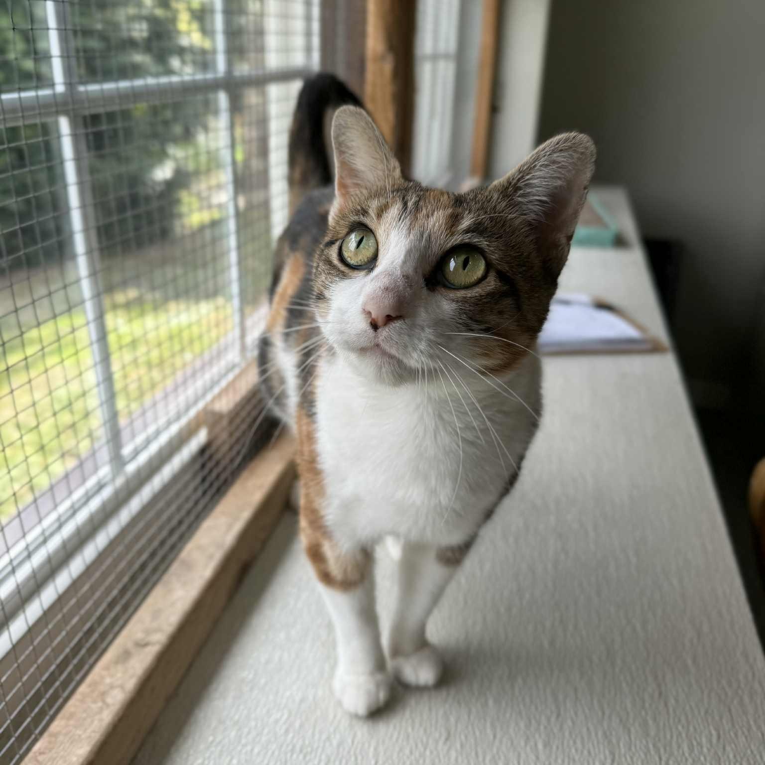 La Llorona, a Adoptable mixed breed in Penn Yan, NY image 2/4