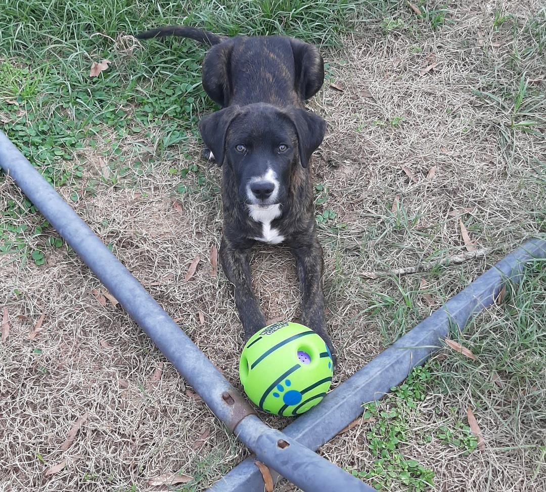 Dasher, adoptable, Young Male Hound.