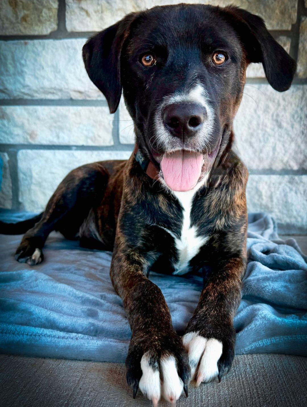 Enlarge Dasher, an adoptable mixed breed in Livingston, TX image 1/4