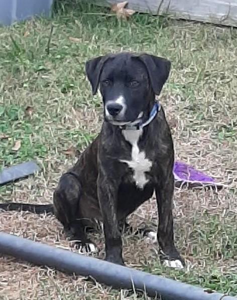 Enlarge Dasher, an adoptable mixed breed in Livingston, TX image 2/2