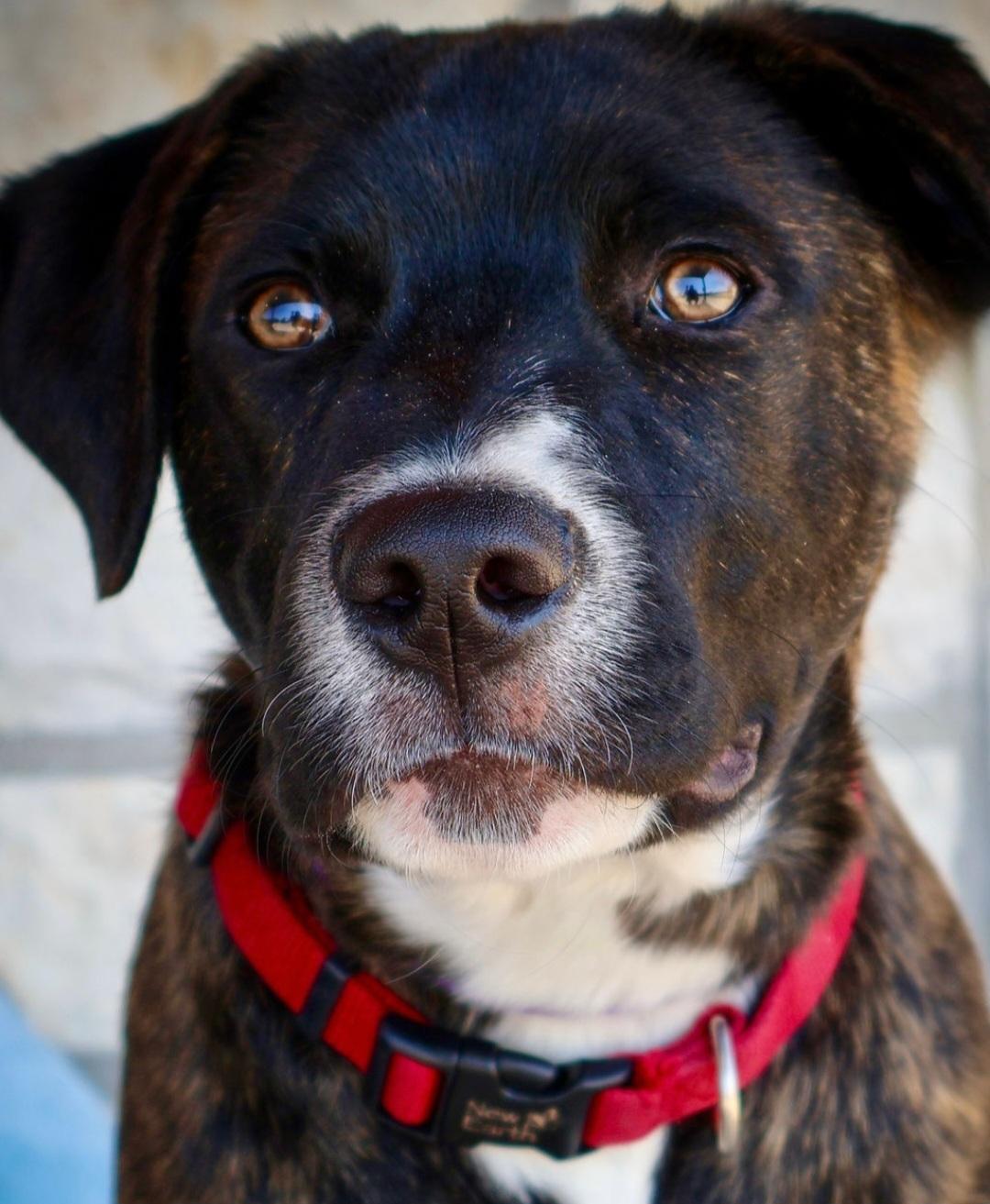 Enlarge Dasher, an adoptable mixed breed in Livingston, TX image 2/4
