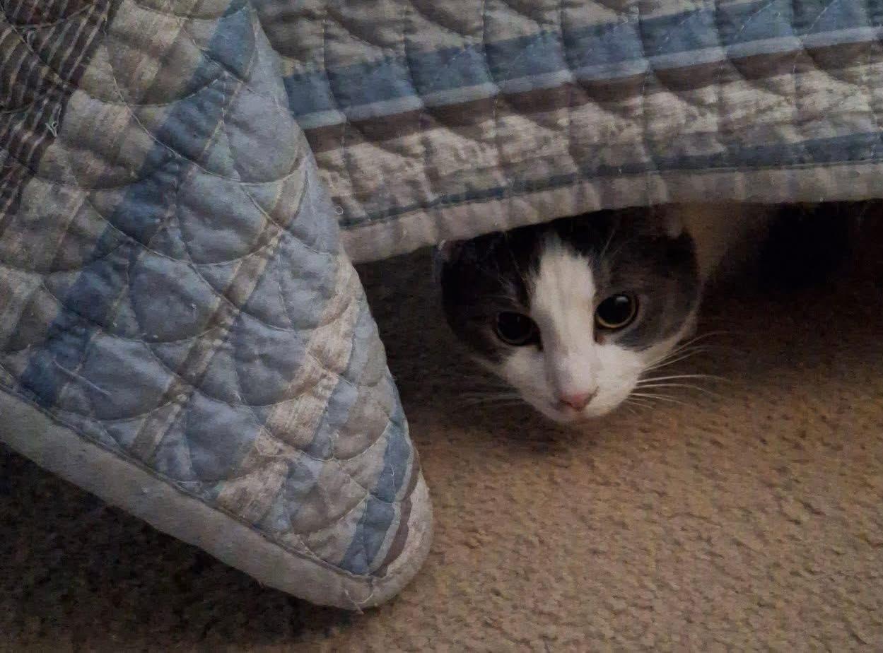 Princess, a Adoptable mixed breed in Turnersville, NJ image 2/2