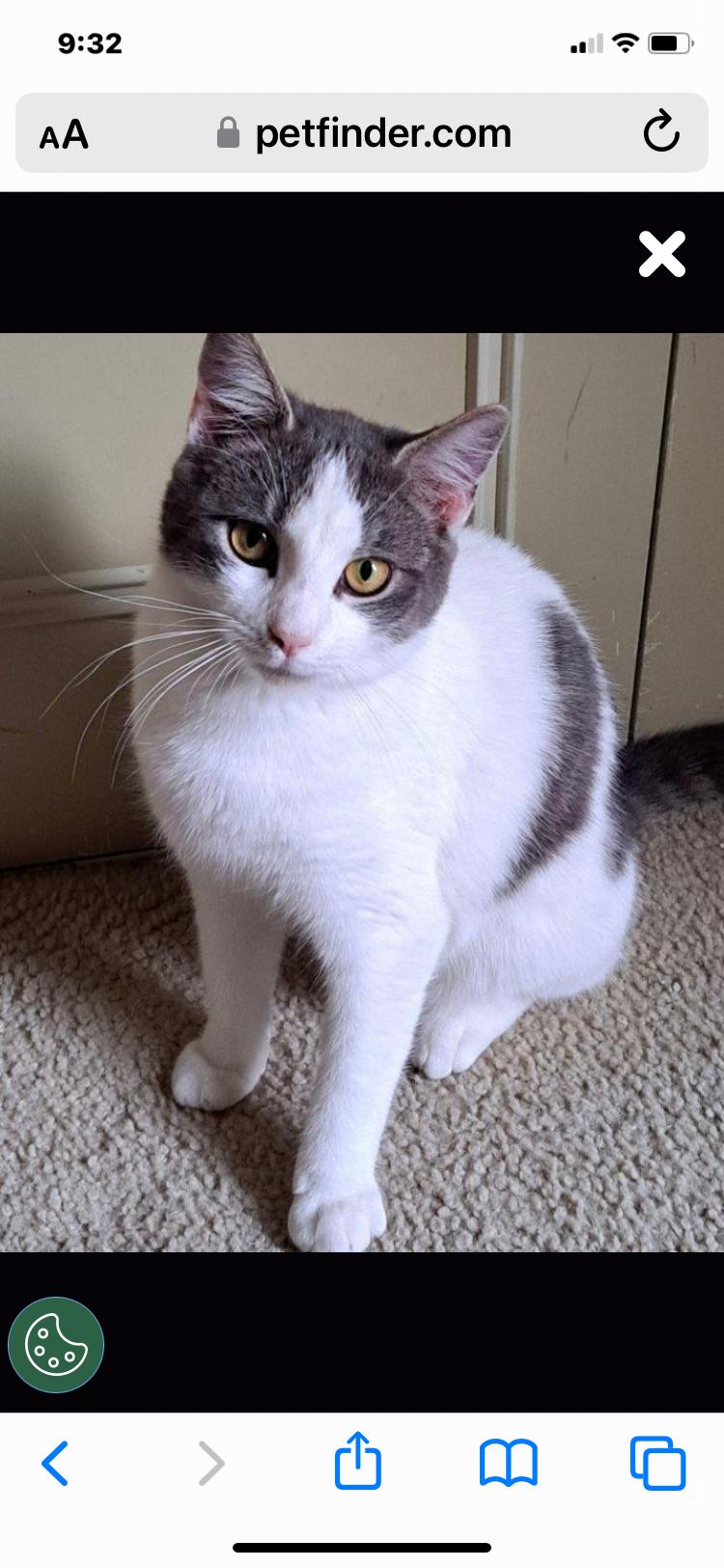 Enlarge Princess, a Adoptable mixed breed in Turnersville, NJ image 1/1