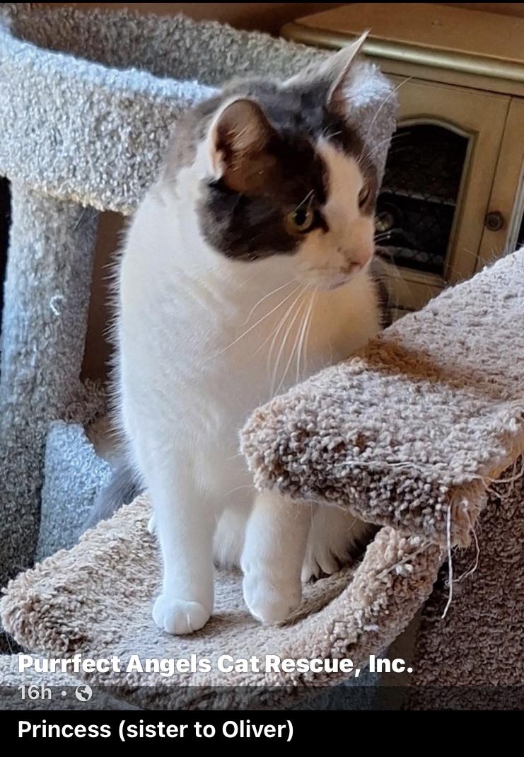 Princess, a Adoptable mixed breed in Turnersville, NJ image 1/2