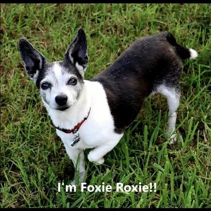 Roxy, a Adoptable mixed breed in Morganton, NC image 1/2