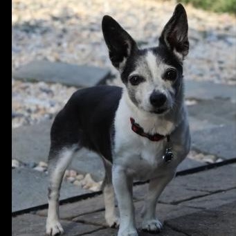 Roxy, a Adoptable mixed breed in Morganton, NC image 2/2