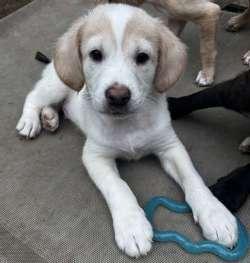 Duncan, Adoptable, Puppy Male Border Collie.