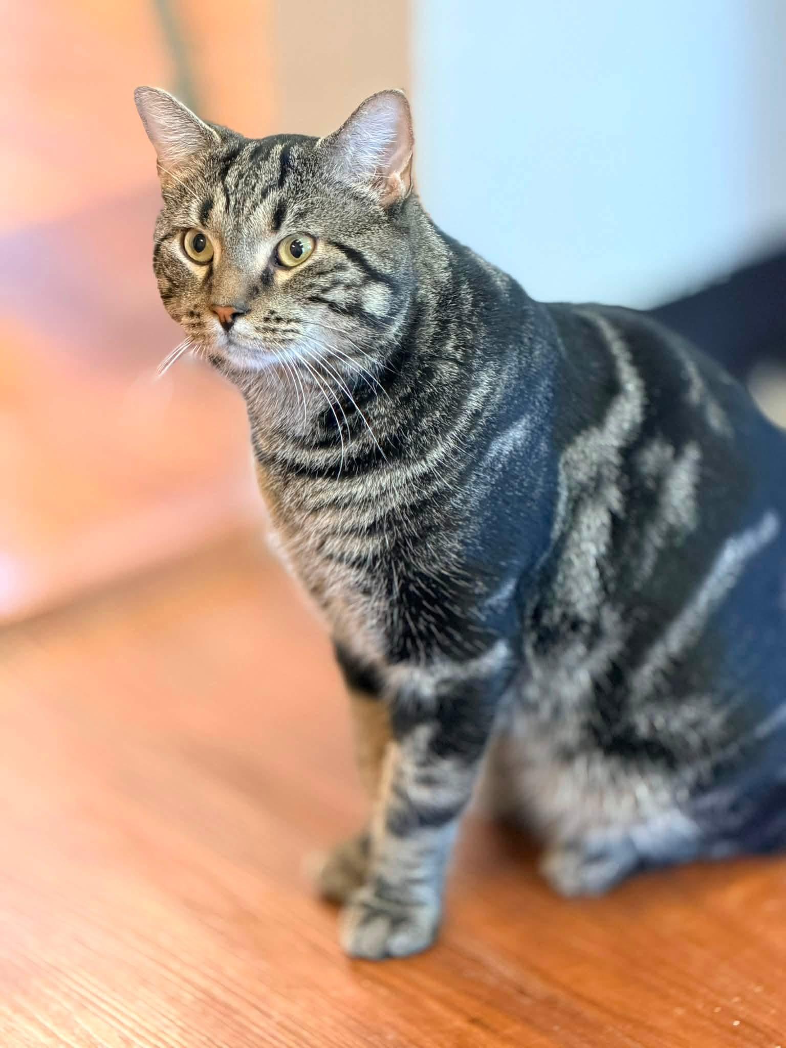 Enlarge Ricola, a Adopted Domestic Short Hair in Breinigsville, PA image 2/2