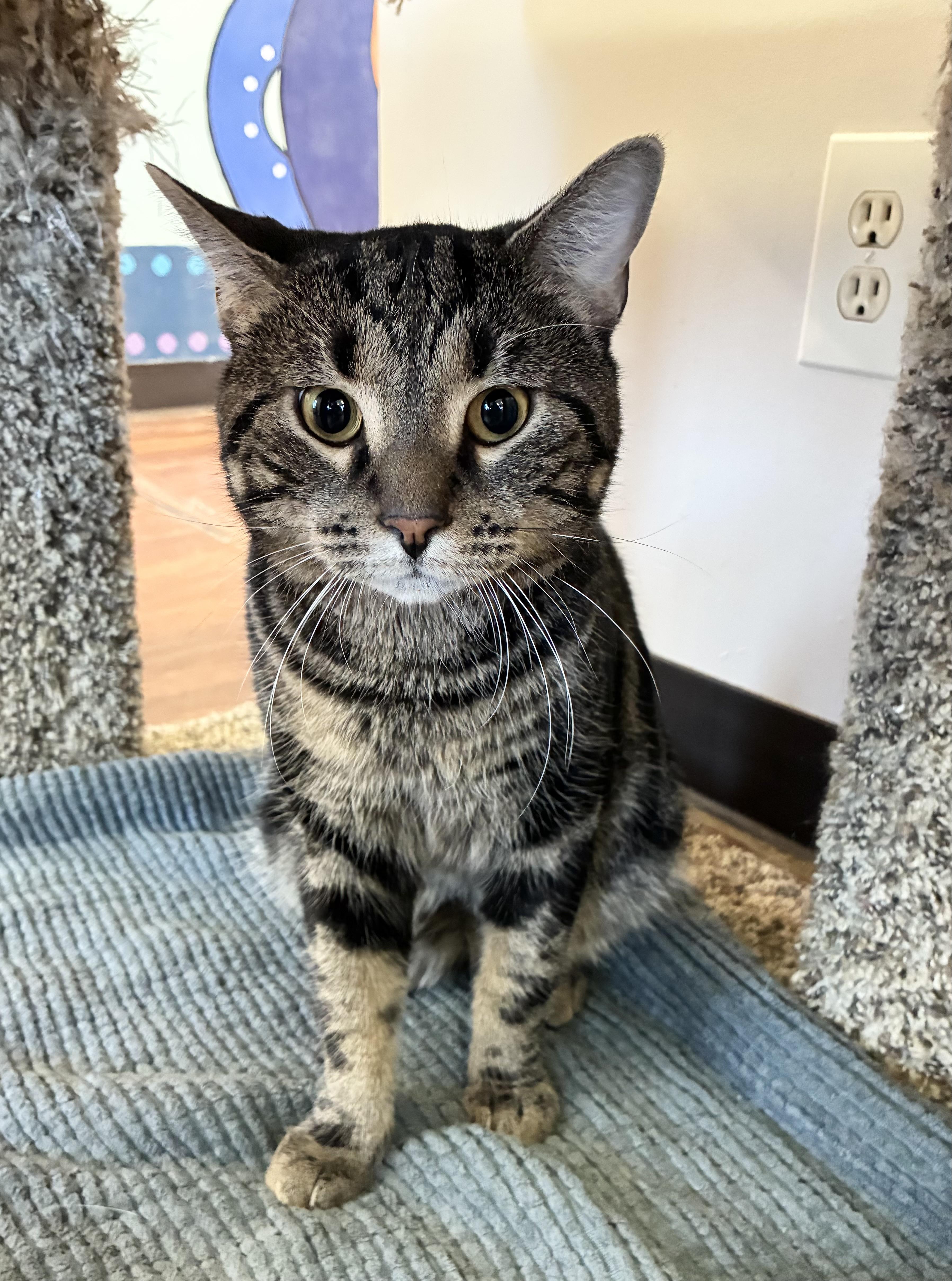 Ricola, Adopted, Adult Male Domestic Short Hair.