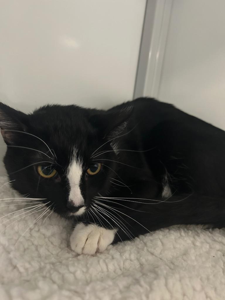 Johnny, Adoptable, Young Male Domestic Short Hair.