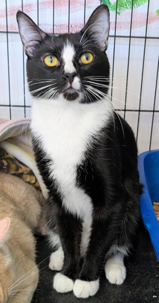 Enlarge Johnny, a Adoptable mixed breed in Peoria, AZ image 2/3