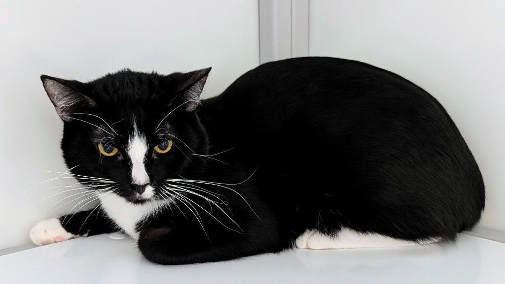 Enlarge Johnny, a Adoptable mixed breed in Peoria, AZ image 3/3