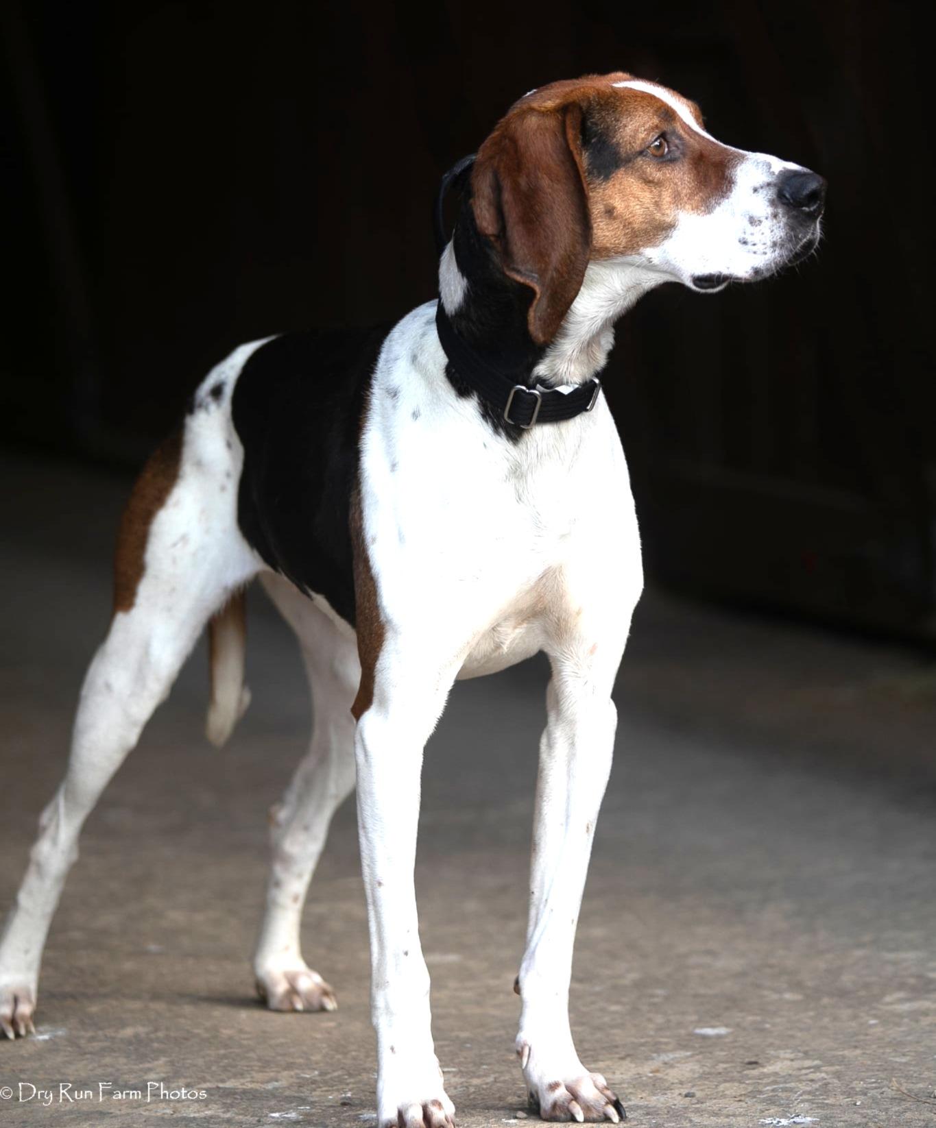 Enlarge Clover, a ADOPTABLE American Foxhound in Lexington, MA image 2/5