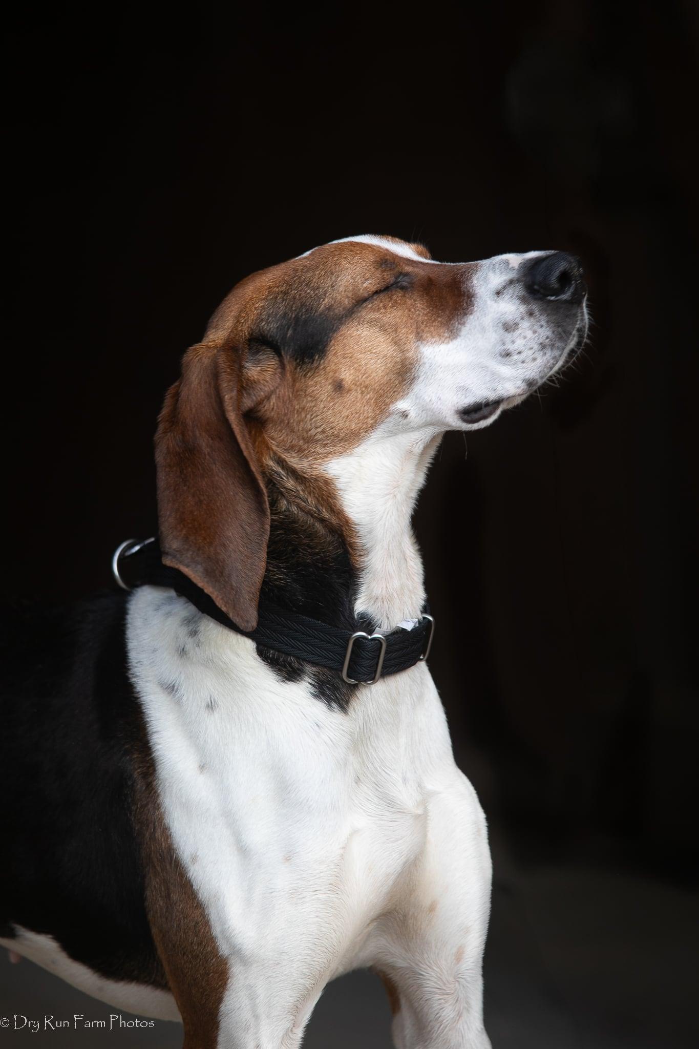 Enlarge Clover, a ADOPTABLE American Foxhound in Lexington, MA image 3/5