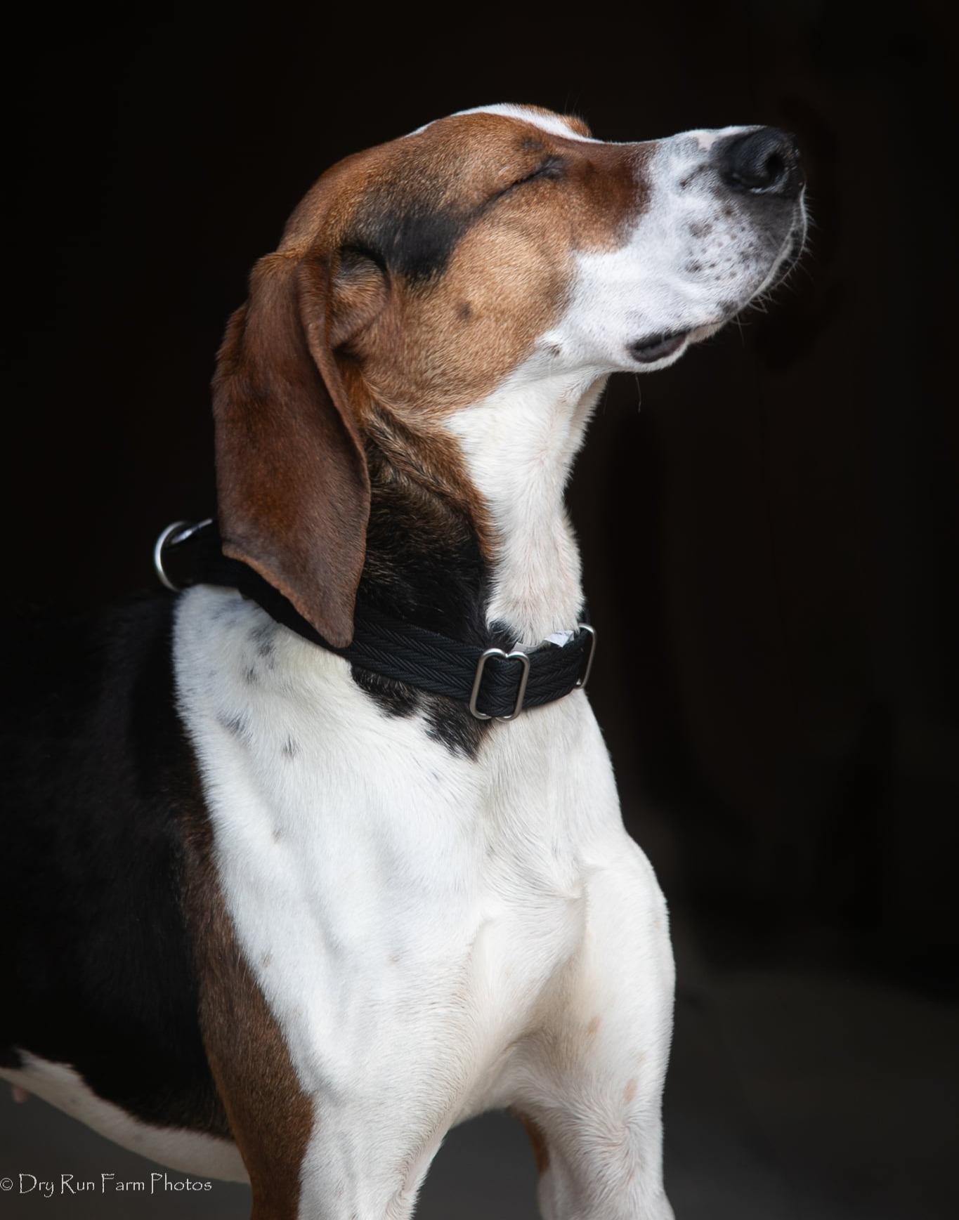Enlarge Clover, a ADOPTABLE American Foxhound in Lexington, MA image 4/5