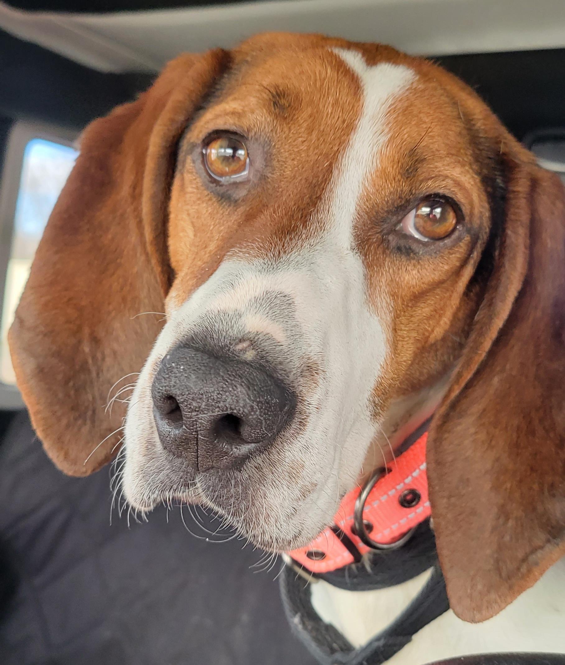 Enlarge Clover, a ADOPTABLE American Foxhound in Lexington, MA image 1/5