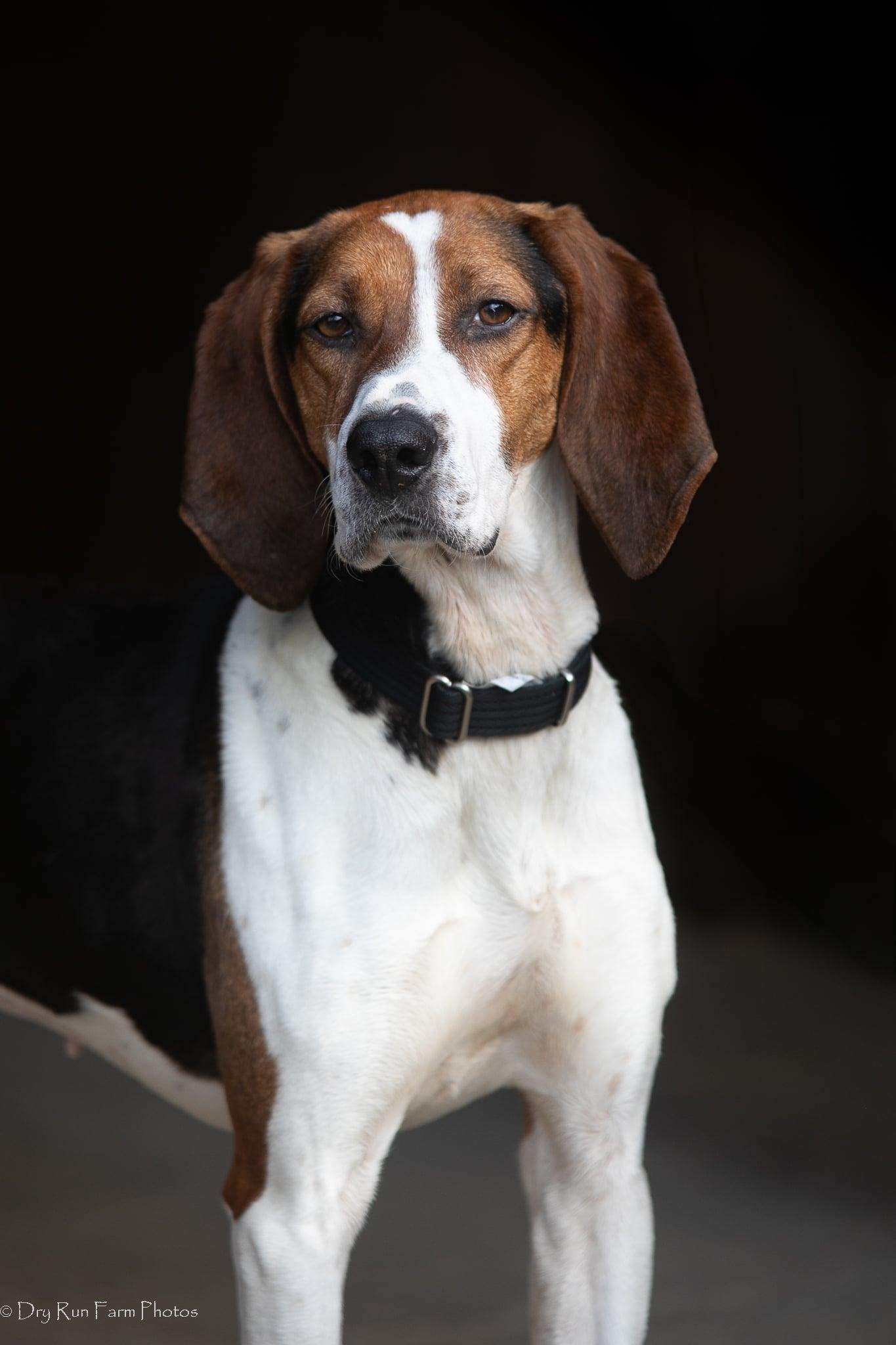 Enlarge Clover, a ADOPTABLE American Foxhound in Lexington, MA image 5/5