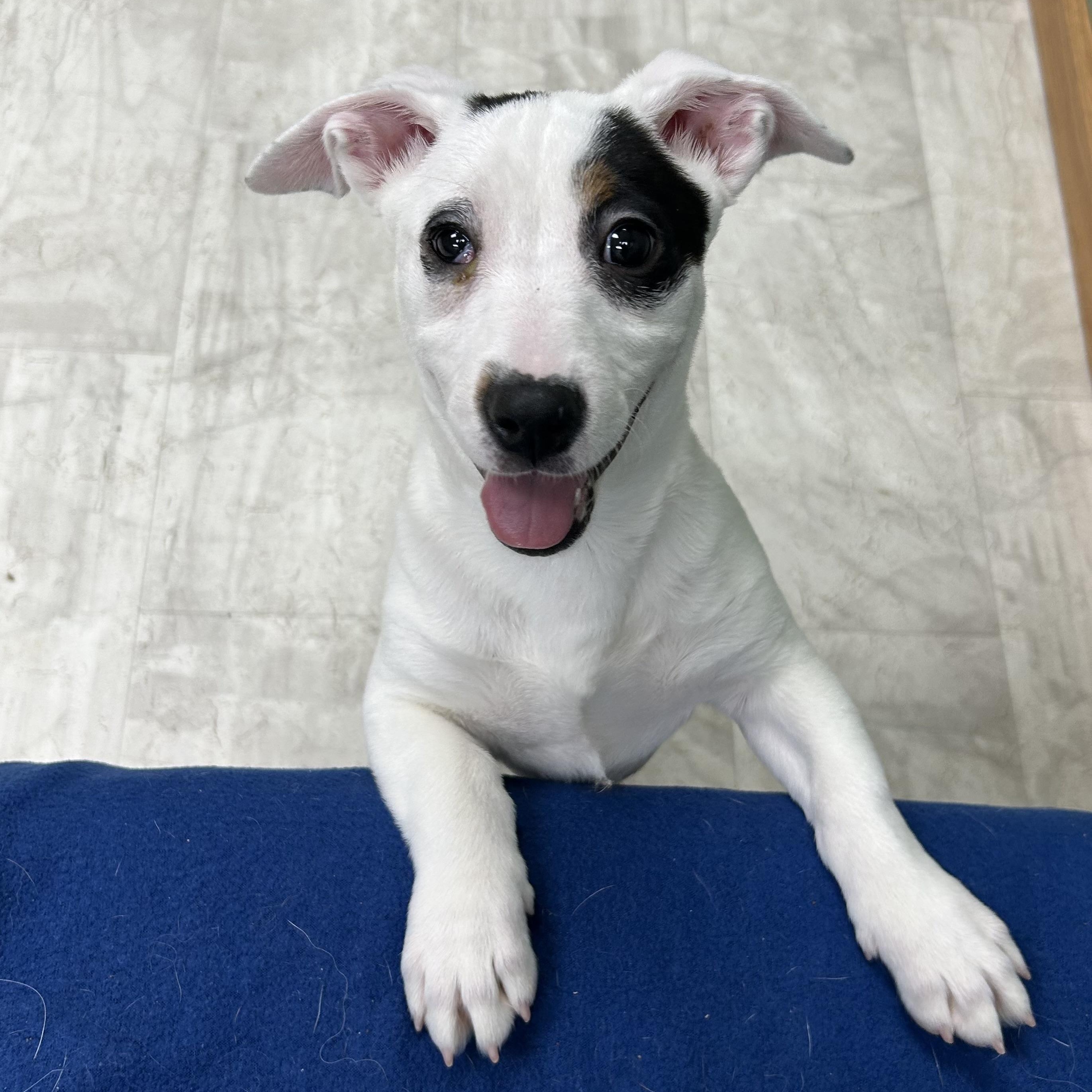 Enlarge Tamara, a Adoptable Mixed Breed in Neillsville, WI image 2/5