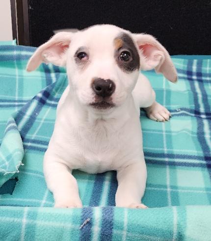 Enlarge Tamara, a Adoptable Mixed Breed in Neillsville, WI image 1/6