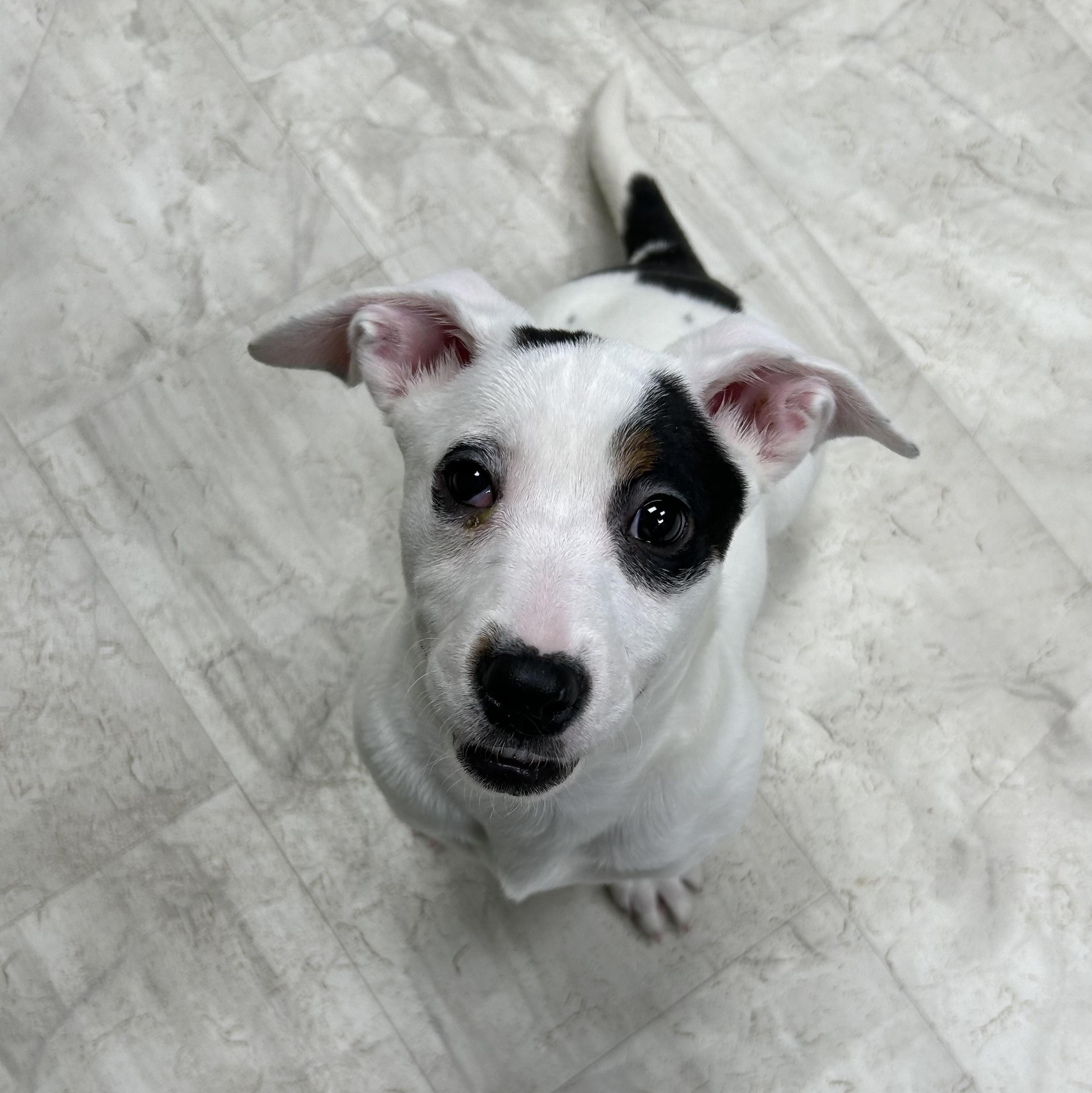 Tamara, Adoptable, Puppy Female Mixed Breed.