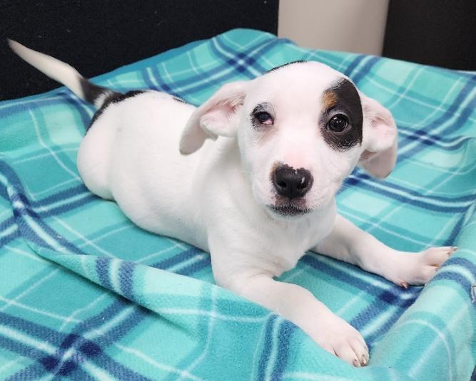 Enlarge Tamara, a Adoptable Mixed Breed in Neillsville, WI image 2/6