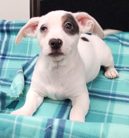 Enlarge Tamara, a Adoptable Mixed Breed in Neillsville, WI image 5/6