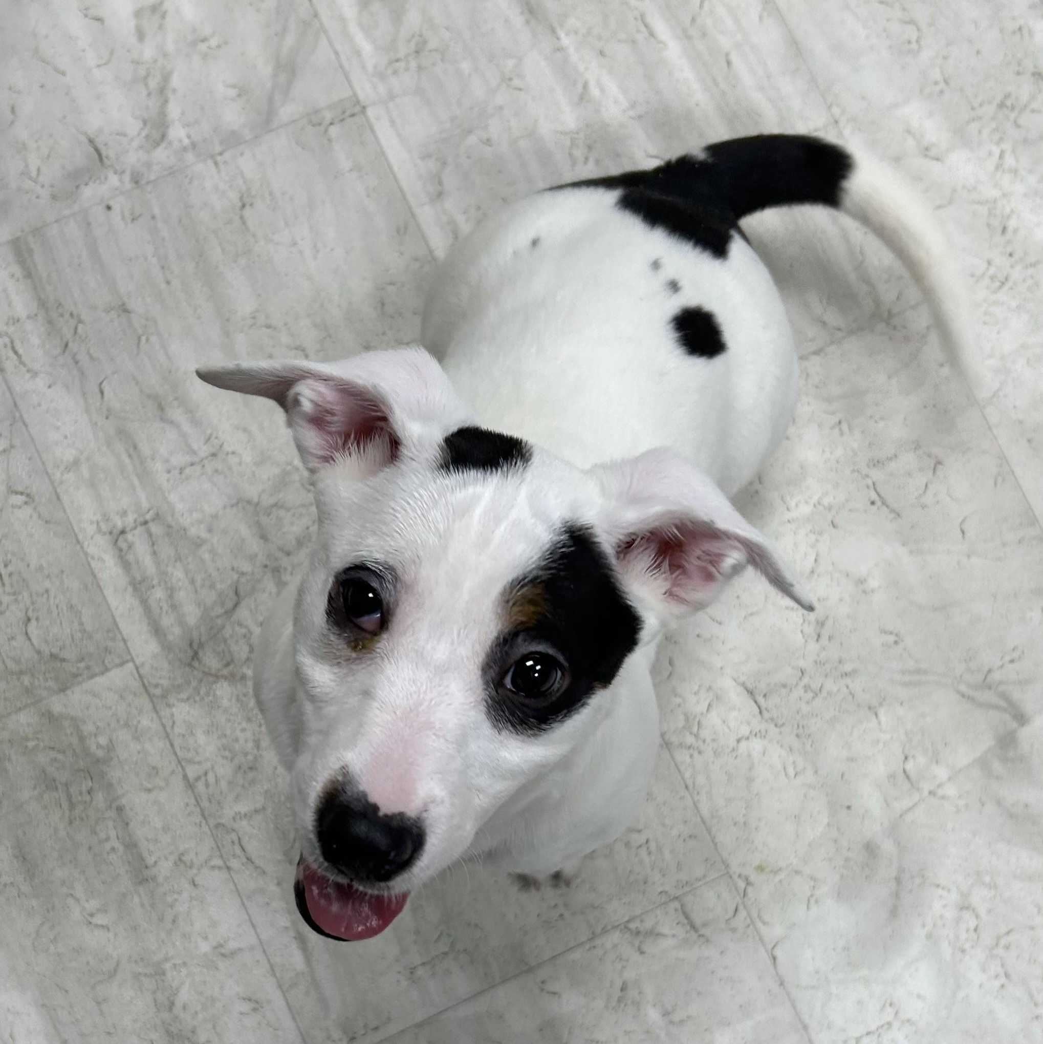 Enlarge Tamara, a Adoptable Mixed Breed in Neillsville, WI image 4/5