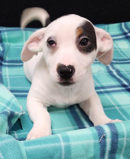 Enlarge Tamara, a Adoptable Mixed Breed in Neillsville, WI image 3/6