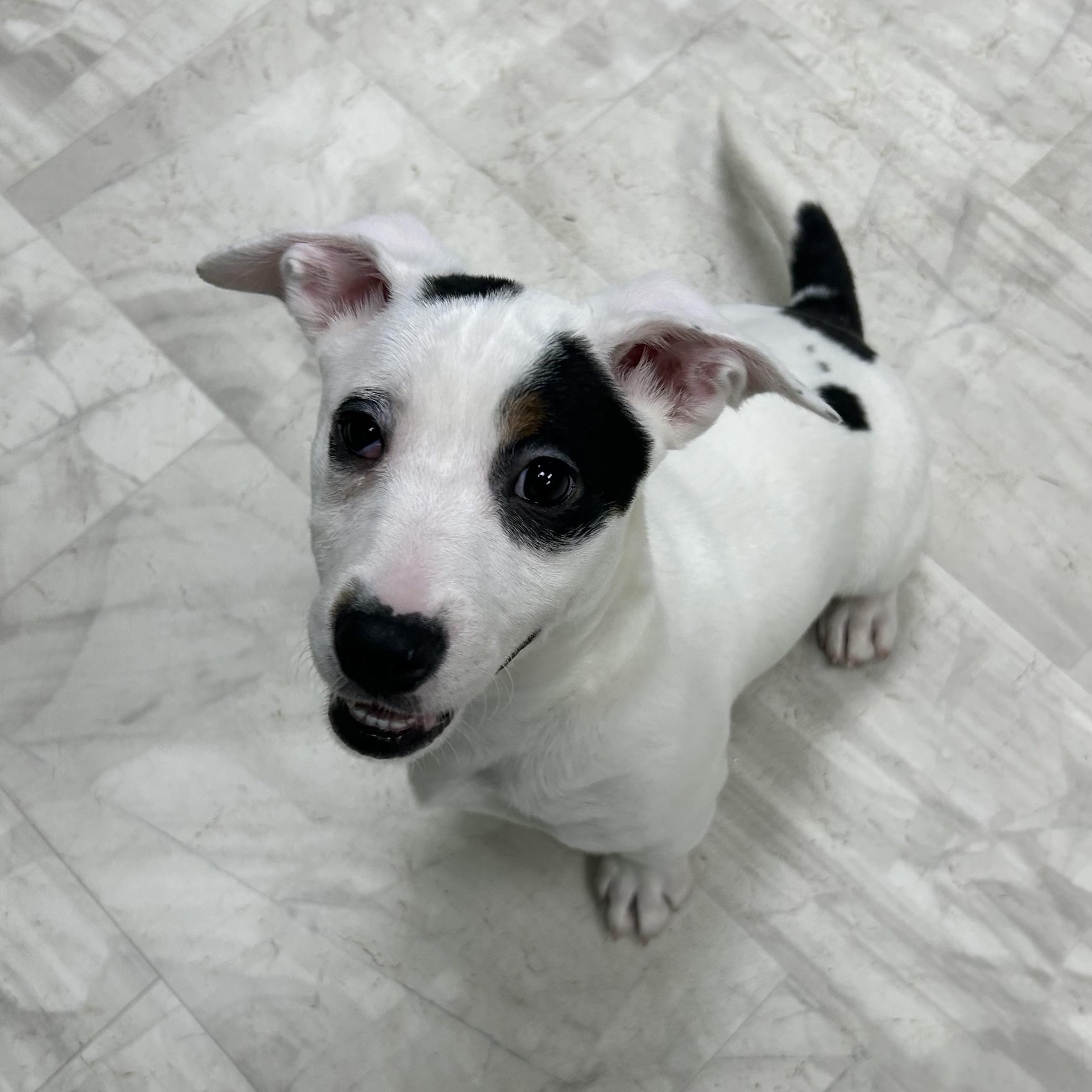 Enlarge Tamara, a Adoptable Mixed Breed in Neillsville, WI image 3/5