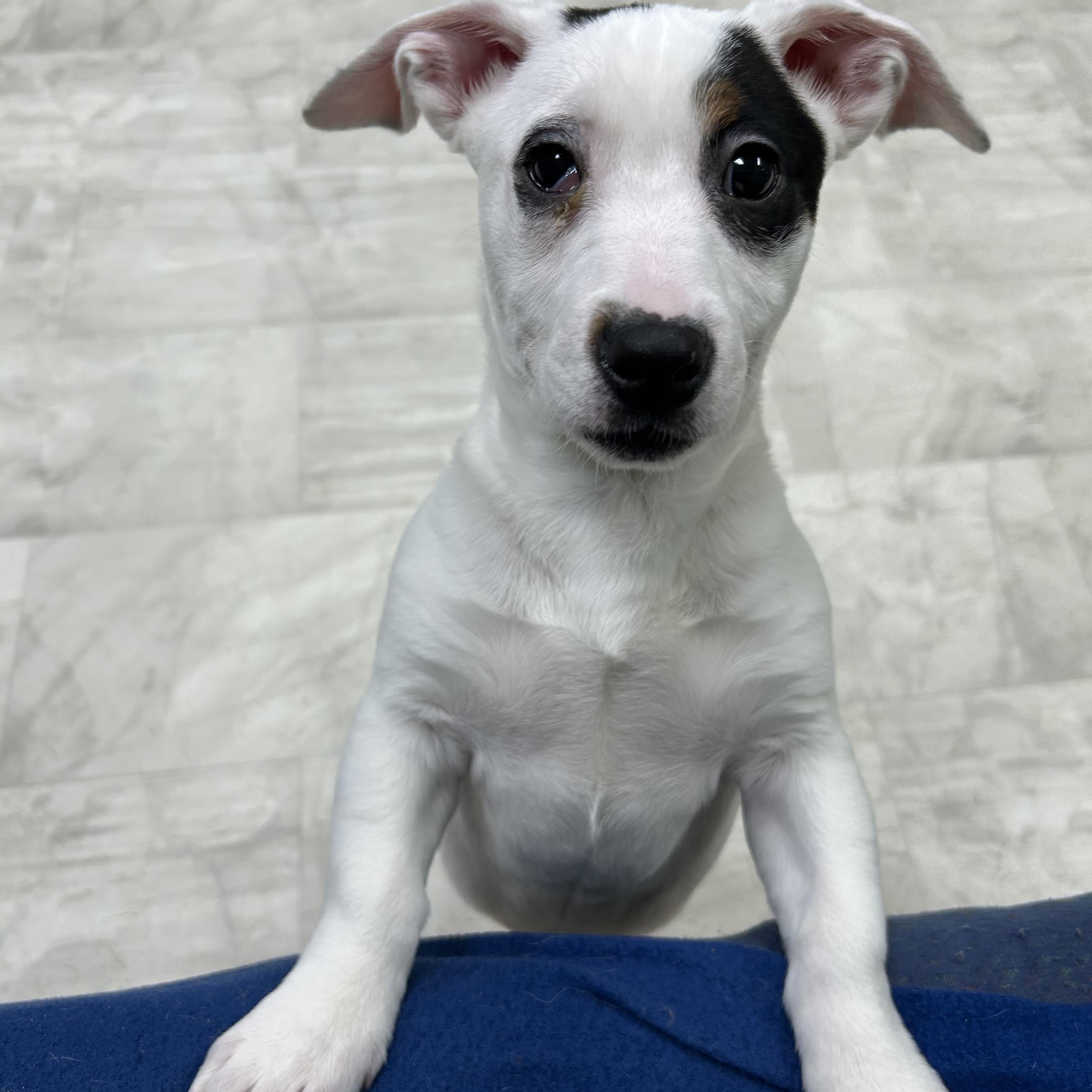 Enlarge Tamara, a Adoptable Mixed Breed in Neillsville, WI image 5/5