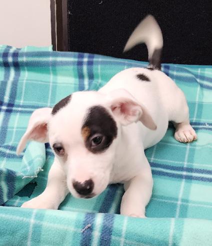 Enlarge Tamara, a Adoptable Mixed Breed in Neillsville, WI image 4/6