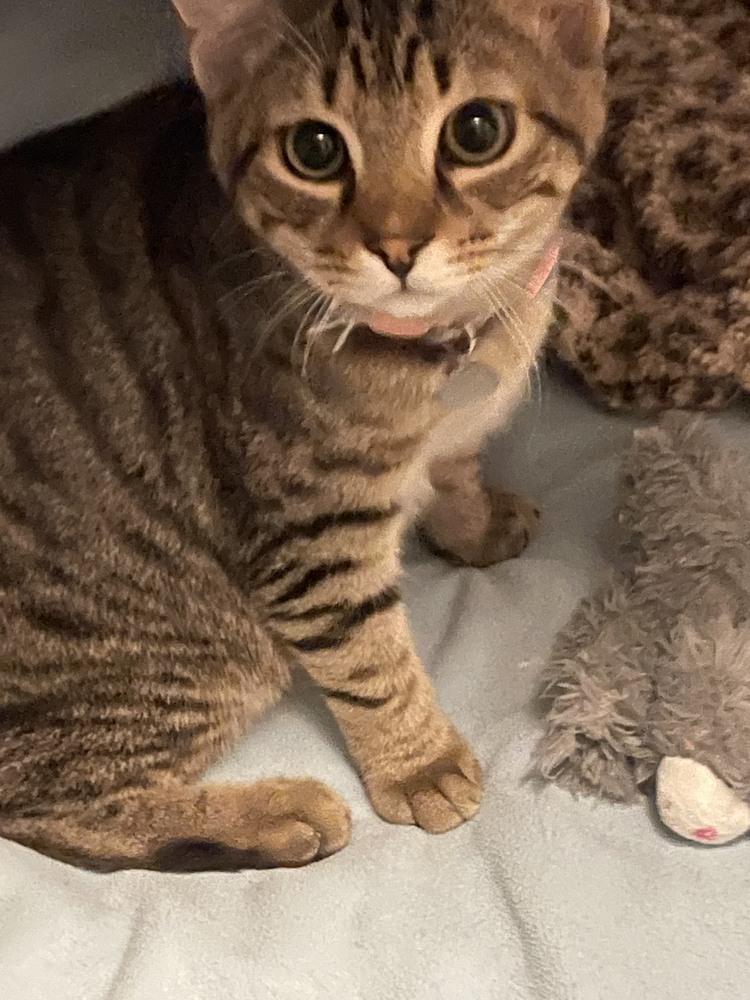 Ajax, Adoptable, Adult Male Domestic Short Hair & Tabby.