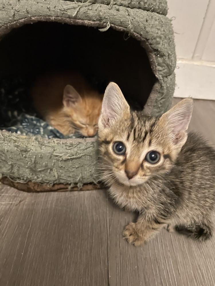 Ajax — thumbnail 4