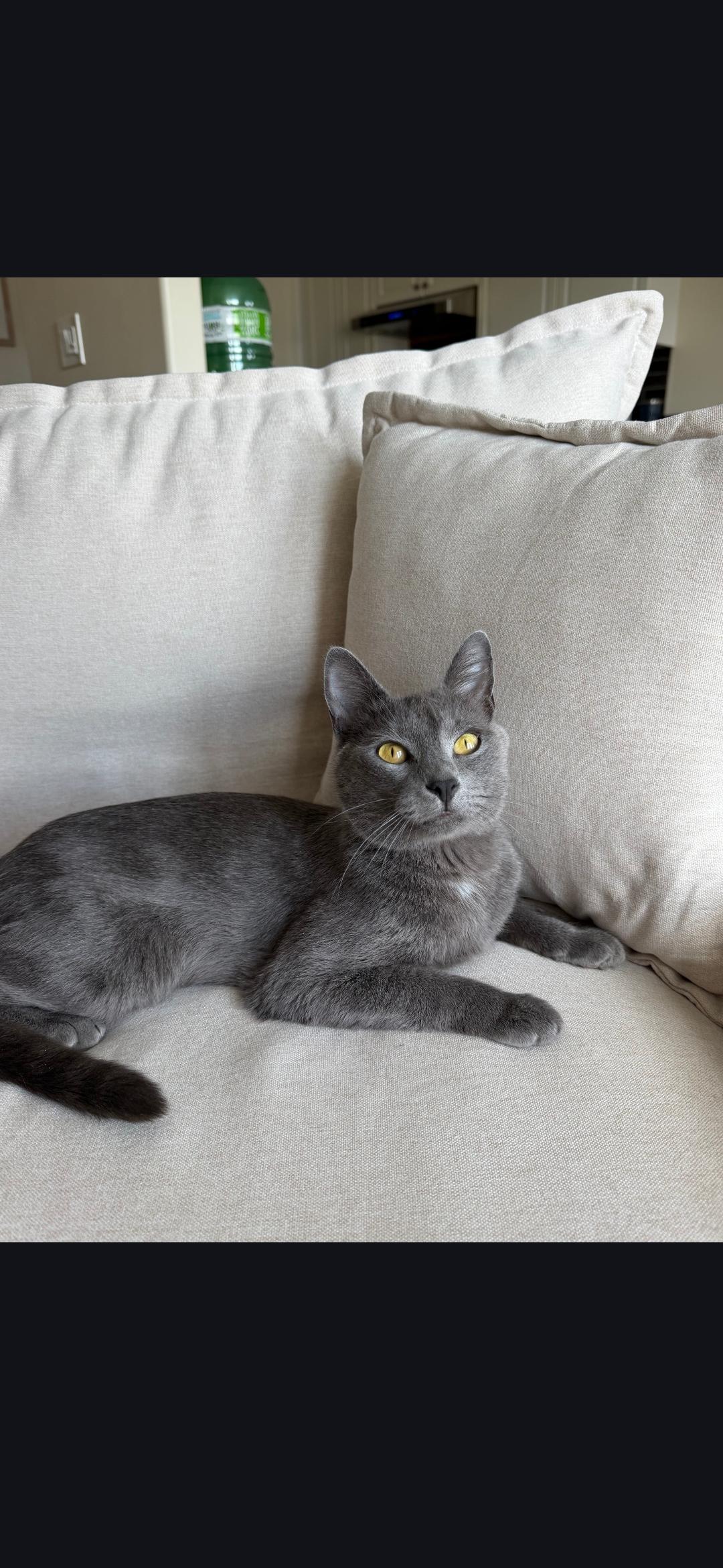 Enlarge Momma Jasmine, a Adoptable mixed breed in Kamloops, BC image 1/3