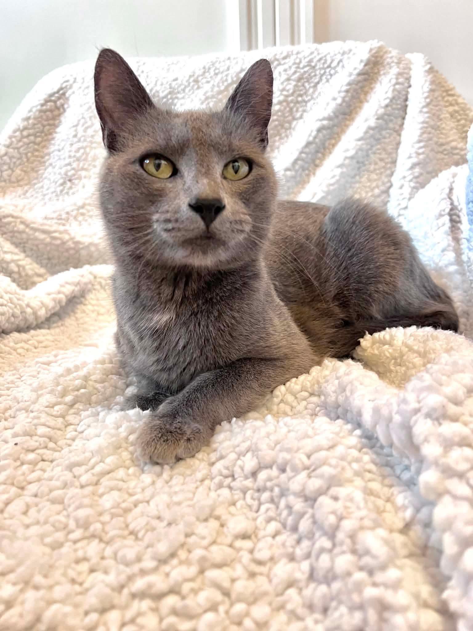 Enlarge Momma Jasmine, a Adoptable mixed breed in Kamloops, BC image 2/3