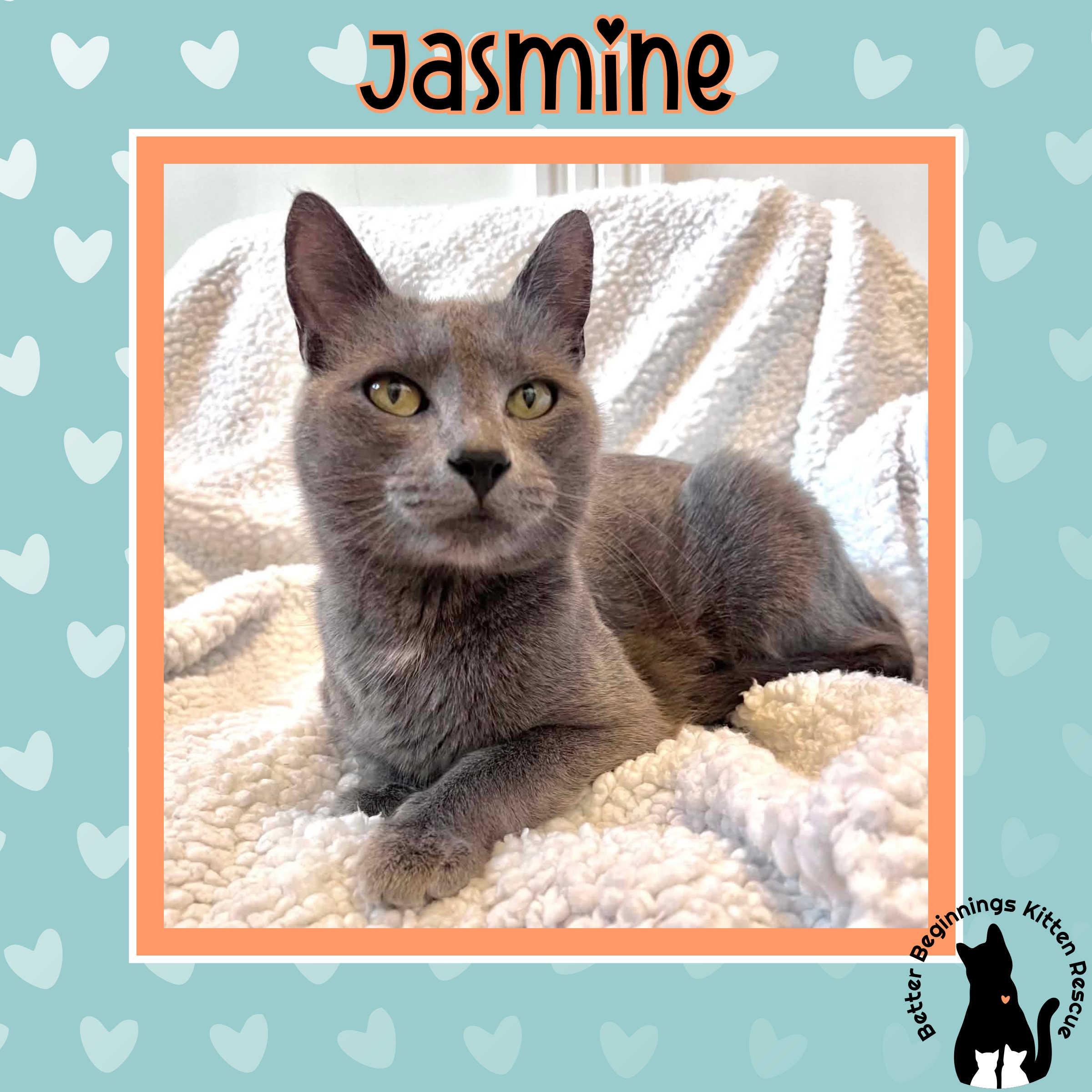 Enlarge Momma Jasmine, a Adoptable mixed breed in Kamloops, BC image 3/3