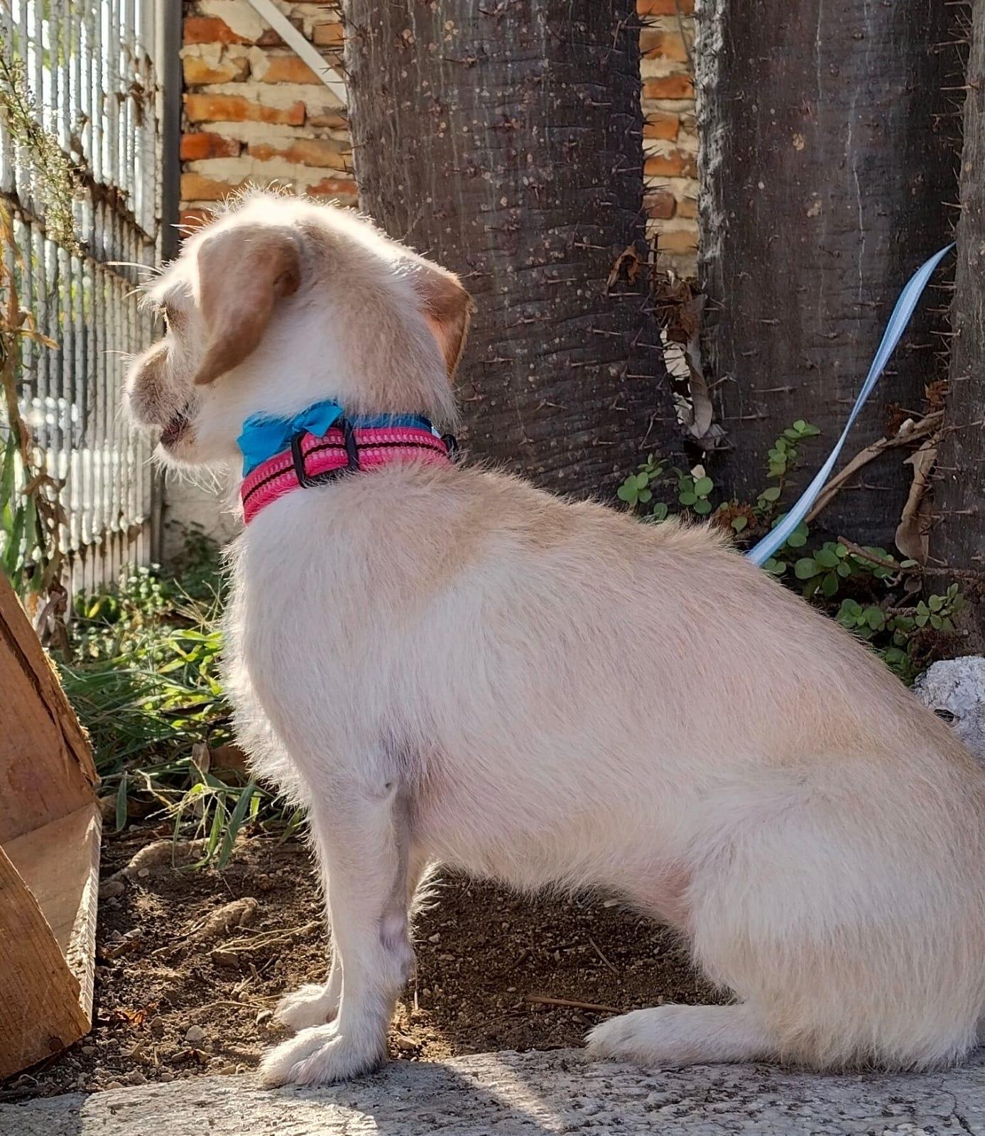 Enlarge Nina, an adopted mixed breed in Hilton, NY image 3/5