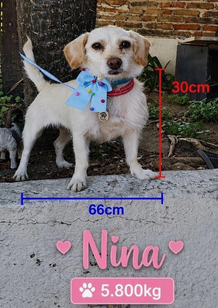 Enlarge Nina, an adopted mixed breed in Hilton, NY image 5/5