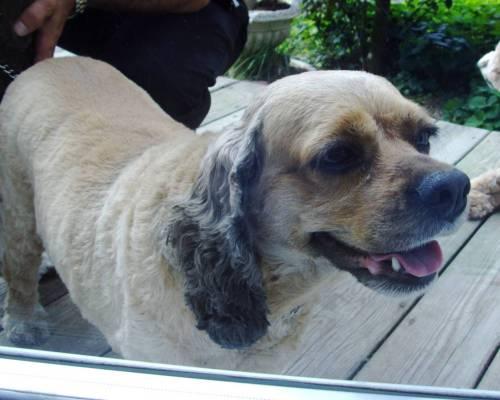 Enlarge DAISY, a Adopted Cocker Spaniel in East Derry, NH image 1/1