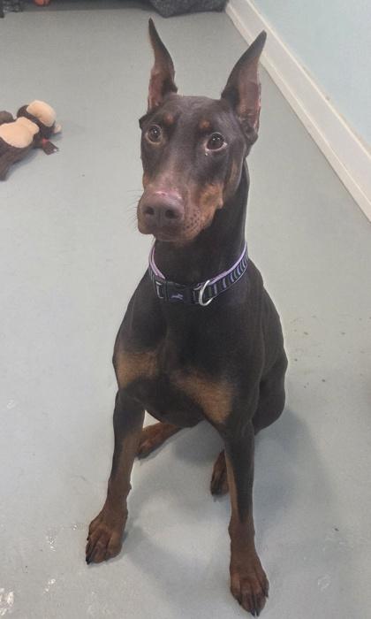 Coco, Adoptable, Young Female Doberman Pinscher & Mixed Breed.