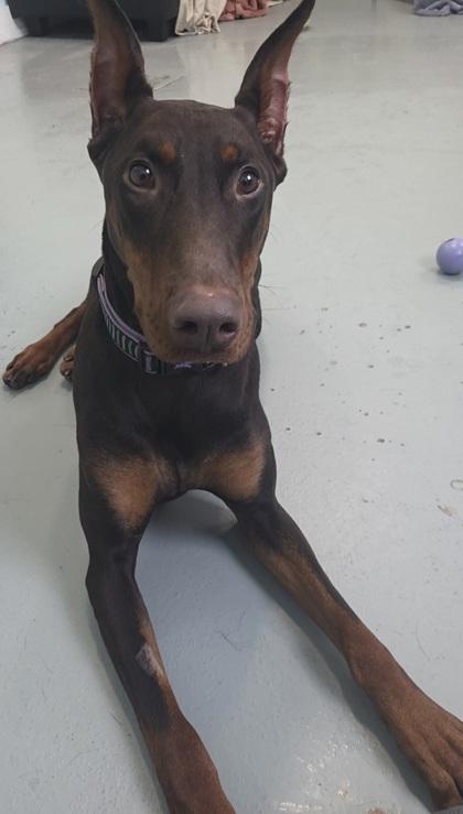 Enlarge Coco, a Adoptable mixed breed in Erin, ON image 2/3